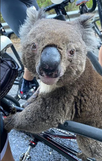 Thirsty Koala Displaced by Australia's Bushfires Rushes to Cyclist for Drink of Water
