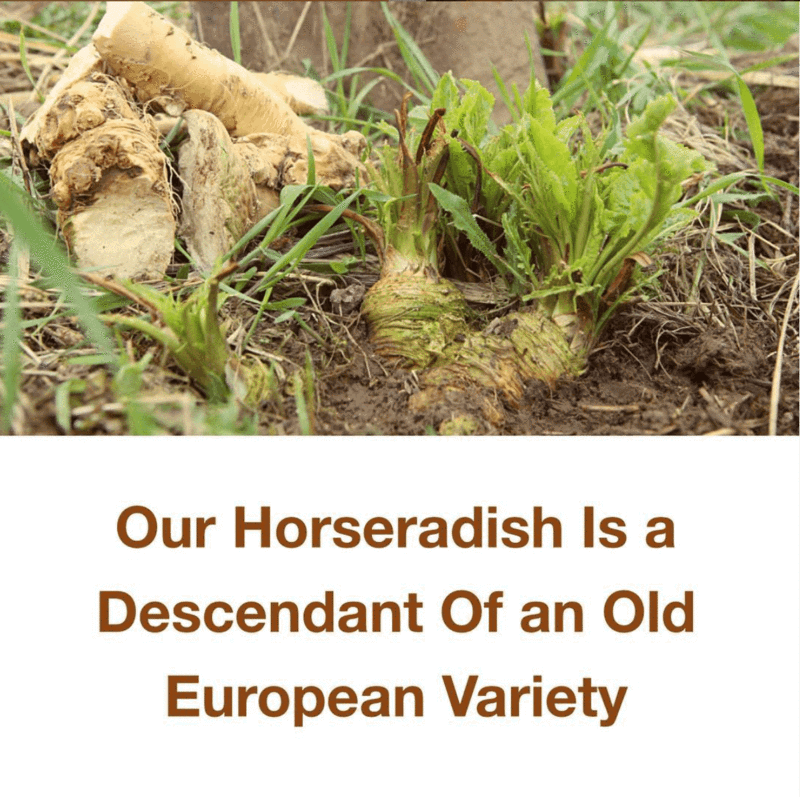 Refill of Horseradish Powder, Organic (by Dr. Cowan's Garden)